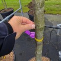Quercus ilex - 1