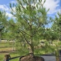 Pinus nigra 'Nigra' - 3