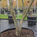 Parrotia persica - 6