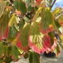 Hamamelis x intermedia 'Arnold Promise' - 1