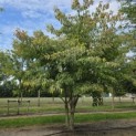Cornus controversa - 1