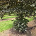 Fagus sylvatica 'Atropunicea' - 6