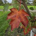 Acer Rubrum 'Brandywine' - 5