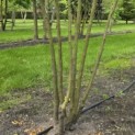 Gleditsia triacanthos ‘Inermis' - 1