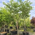 Styrax japonicus - 3