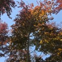 Fagus sylvatica 'Atropunicea' - 1