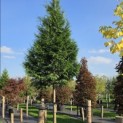 Thuja plicata 'Gelderland - 7