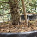 Sequoiadendron Giganteum Healthy Mammoth One - Foto 3