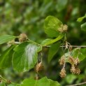 Fagus sylvatica - impressie jong blad voorjaar
