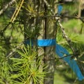 Cedrus deodara 'Aurea' - 3