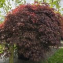 Acer palmatum 'Garnet' - 3