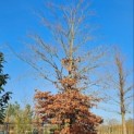 Fagus sylvatica - 6