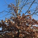 Fagus sylvatica - 7