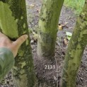 Platanus x Hispanica - 4