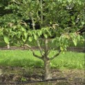 Cornus controversa - 1