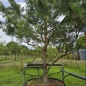 Pinus sylvestris - 3