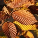 Carpinus betulus