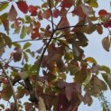 Sassafras albidum - Foto 2