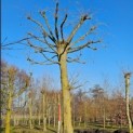 Tilia Tomentosa - 8