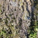 Tilia Tomentosa - 6