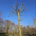 Tilia Tomentosa - 9