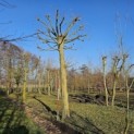 Tilia Tomentosa - 7