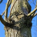 Tilia Tomentosa - 10