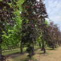 Fagus sylvatica 'Atropunicea' - juni 2026