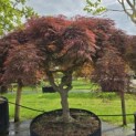 Acer palmatum 'Dragon Fire' - Foto 3