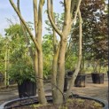 Parrotia persica - 2