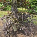 Fagus sylvatica 'Atropunicea' - Foto 3