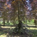 Fagus sylvatica 'Atropunicea' - 1