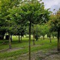Carpinus betulus - Foto 3