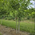 Magnolia 'Soulangeana' - Foto 2