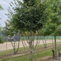 Parrotia persica 'Vanessa' - Foto 3