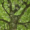 Platanus x hispanica 'Alphen's Globe' - 5