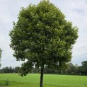 Platanus x hispanica 'Alphen's Globe' - 6