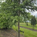 Cedrus deodara - 4