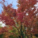 Acer palmatum - 2