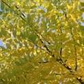 Sophora japonica - herfst