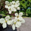 Cornus kousa 'Norman Hadden' - Afbeelding 1