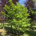 Castanea Sativa - mei 2026