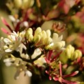 Heptacodium miconioides - Foto 1