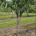 Parrotia persica 'Vanessa' - Foto 3