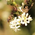Heptacodium miconioides - 2