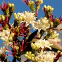 Heptacodium miconioides - 1