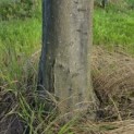 Carpinus Betulus - 5