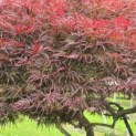 Acer palmatum 'Garnet' - 3