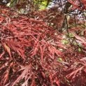 Acer palmatum 'Garnet' - Foto 2