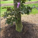 Fagus sylvatica 'Atropunicea' - blad in de schaduw kleurt naar groen
